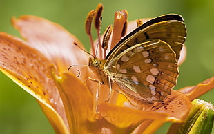 shallow focus photography of brown butterfly on orange flower